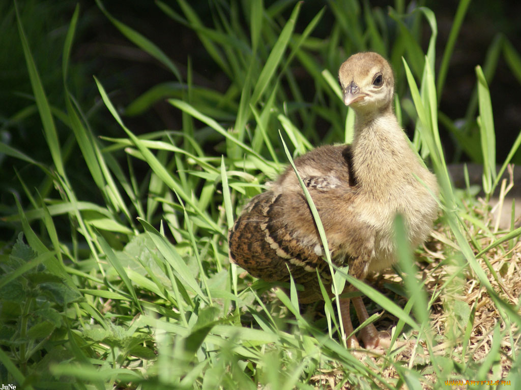 птенец, павлина, животные, павлины