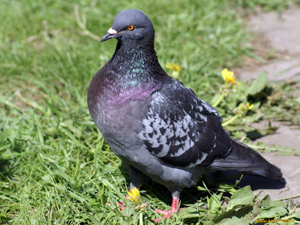 редка, птица, животные, голуби