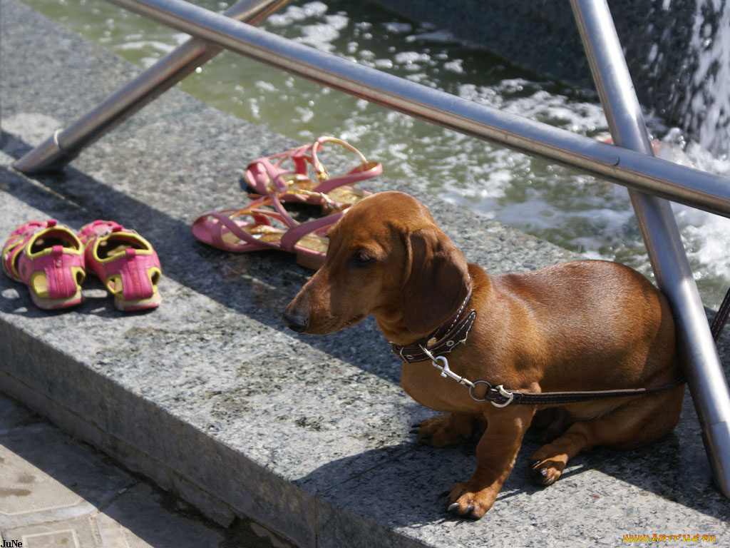 жара, городе, животные, собаки