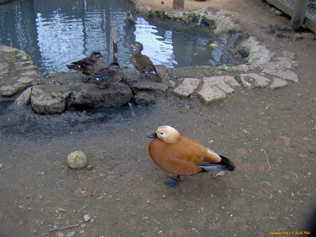 животные, утки