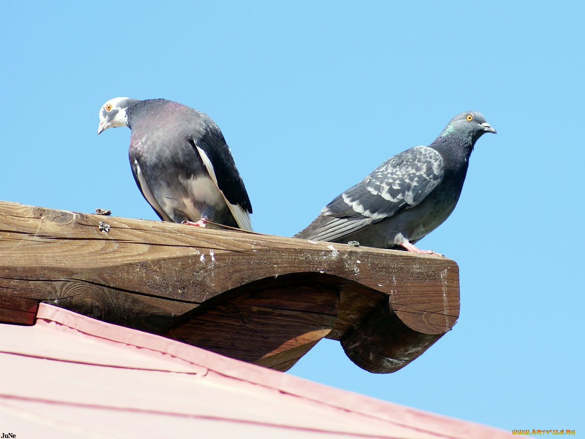голуби, животные