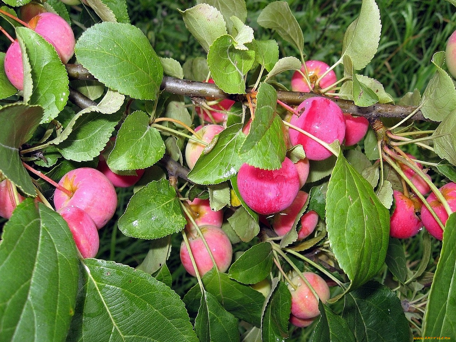 природа, плоды, яблоки, ветка