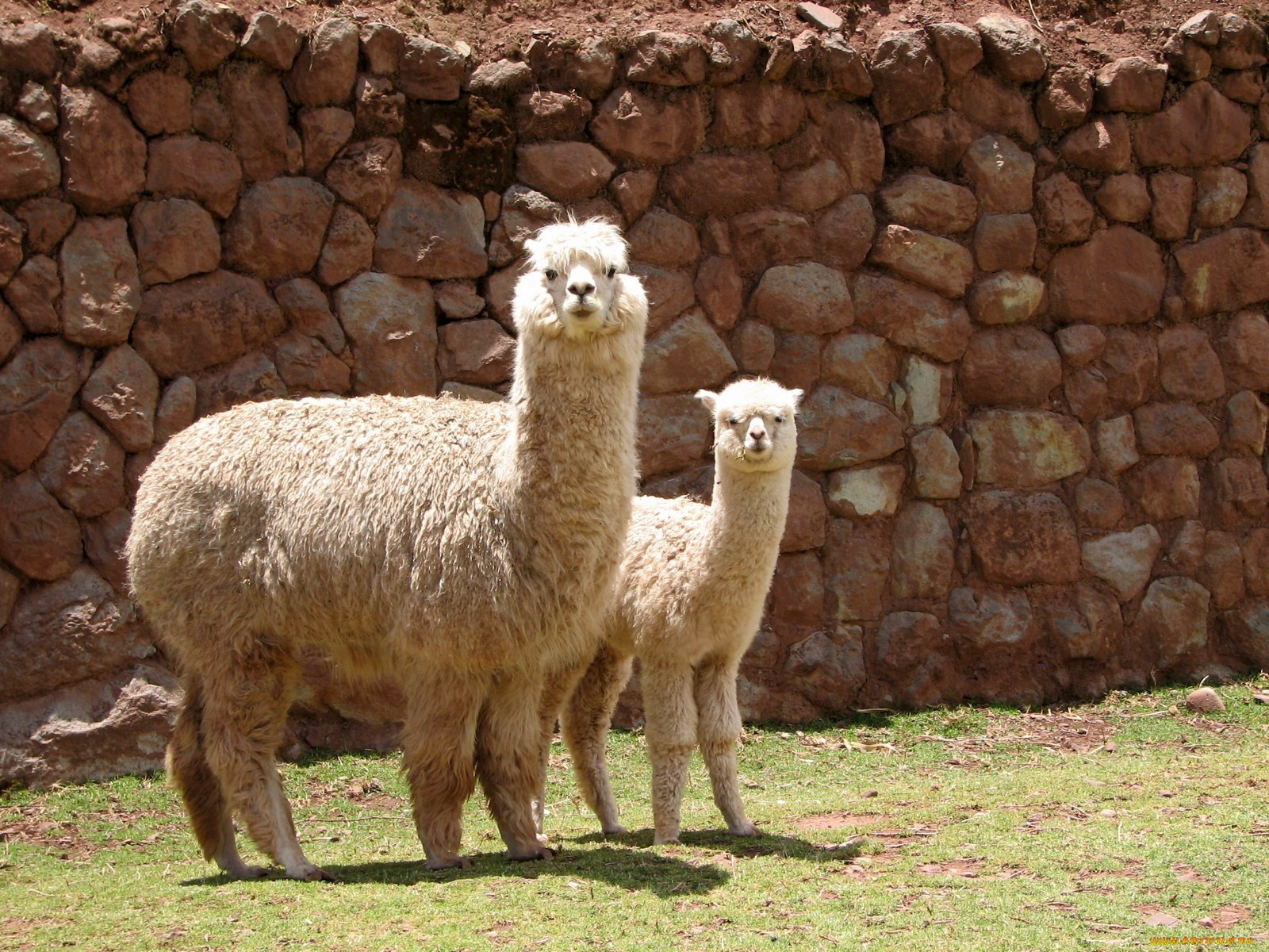 животные, ламы