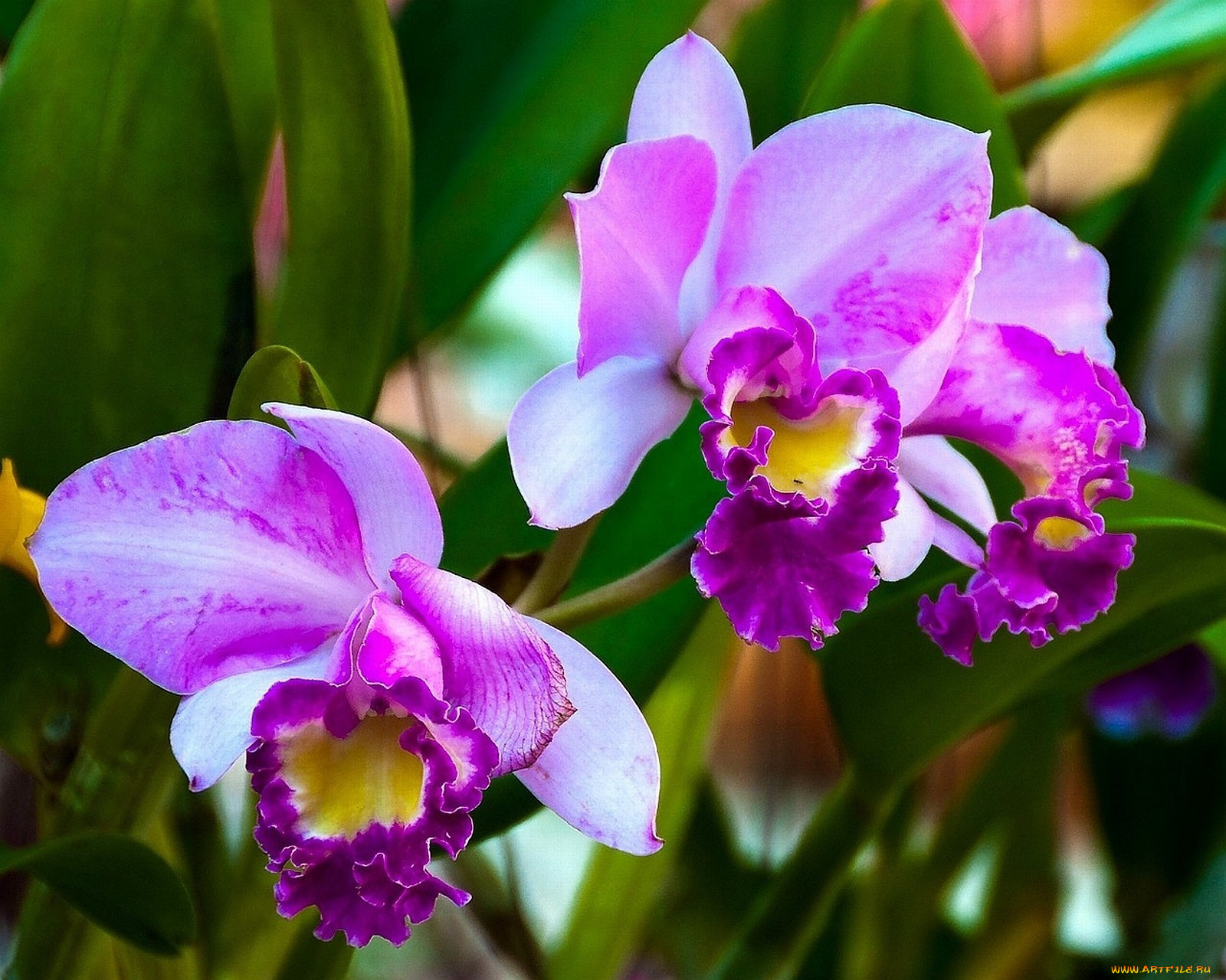 цветы, орхидеи