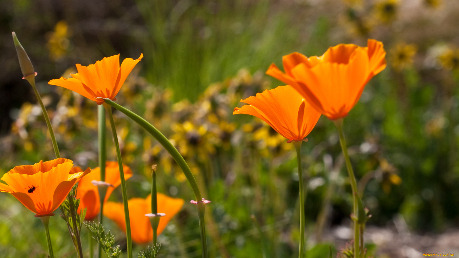 цветы, эшшольция