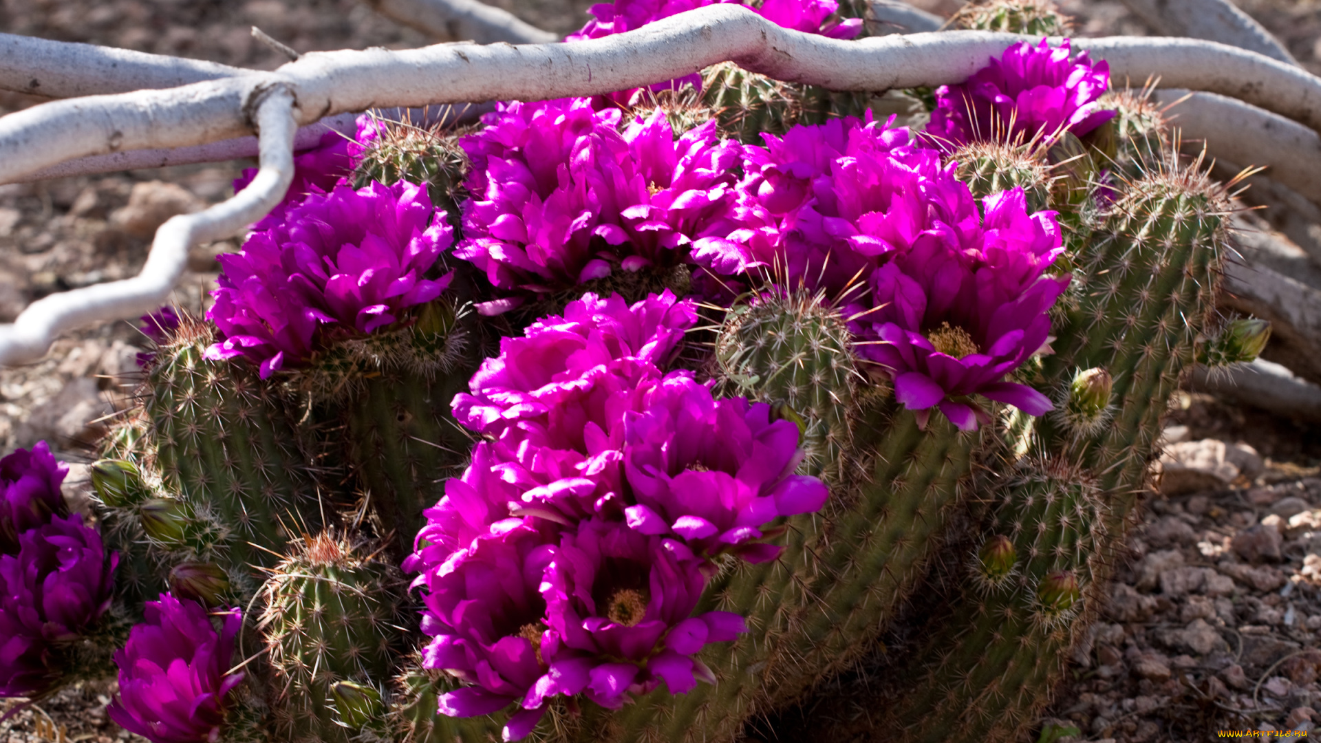 цветы, кактусы