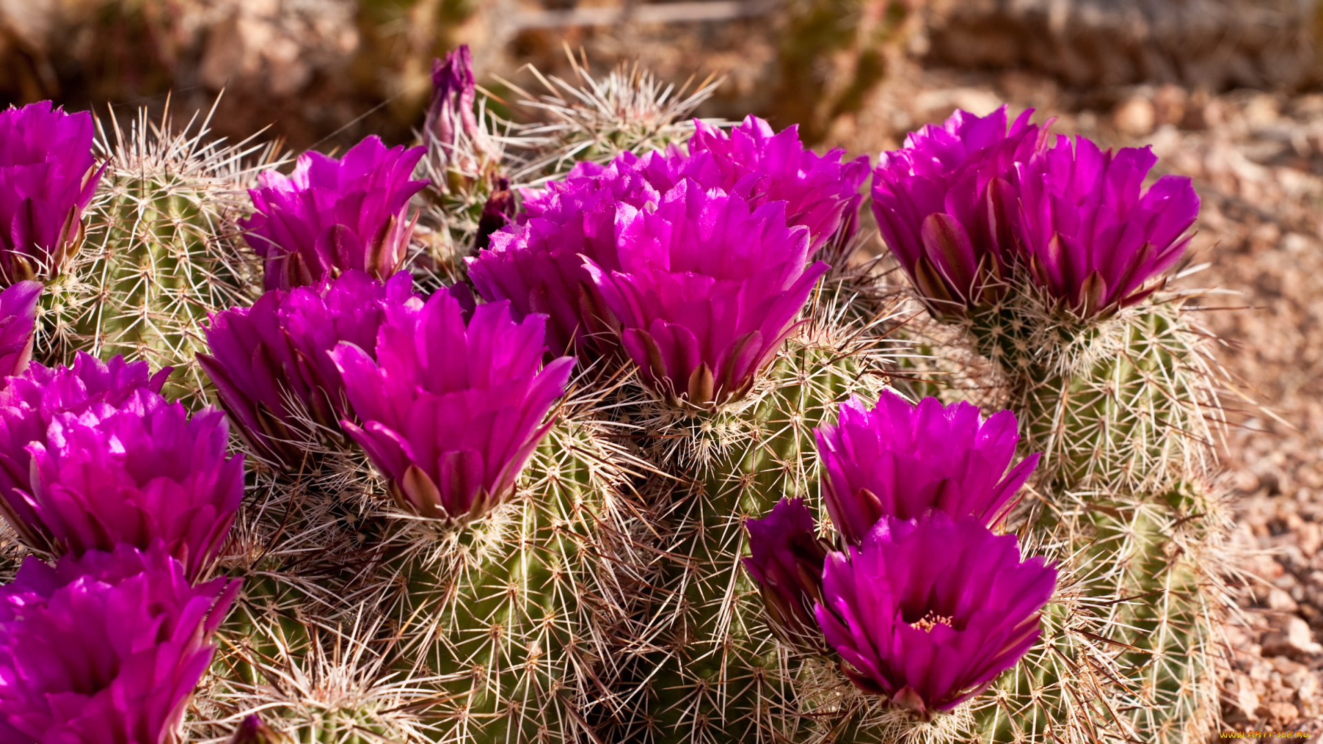 цветы, кактусы