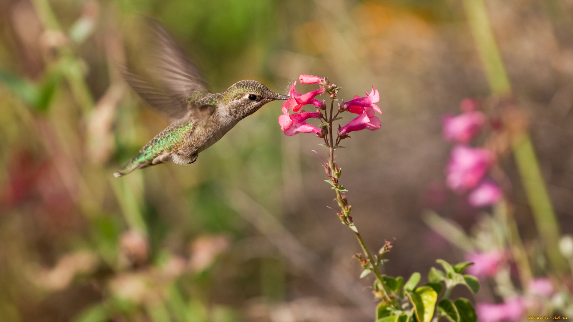 животные, колибри
