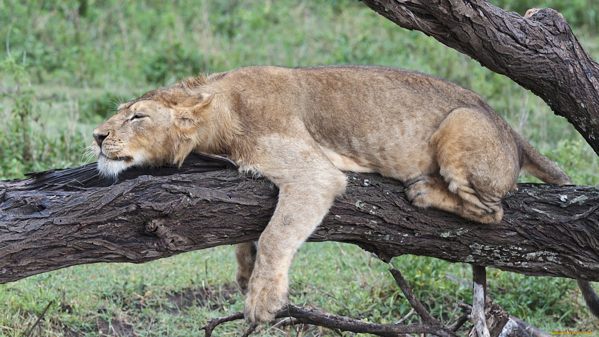 животные, львы