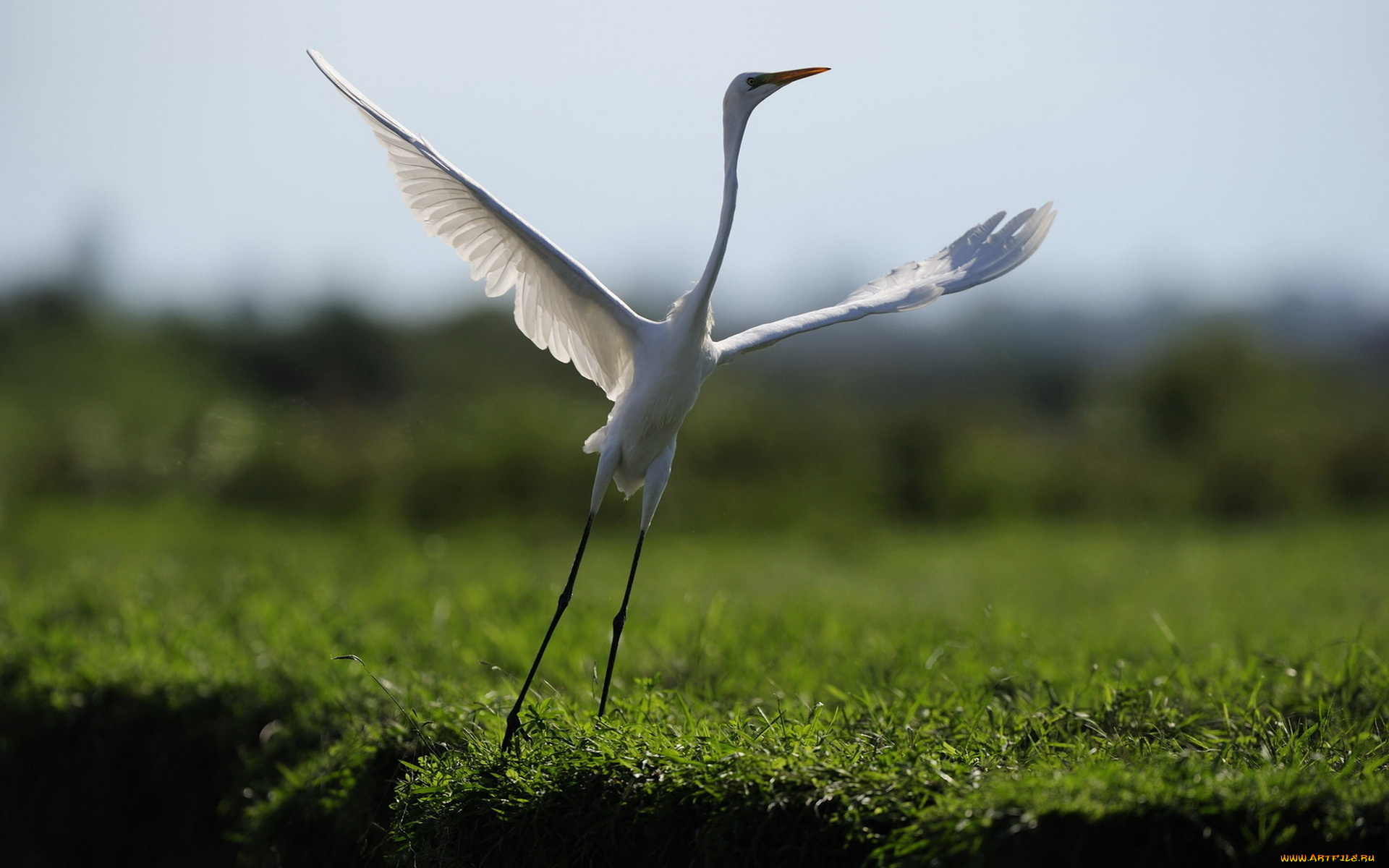 животные, цапли