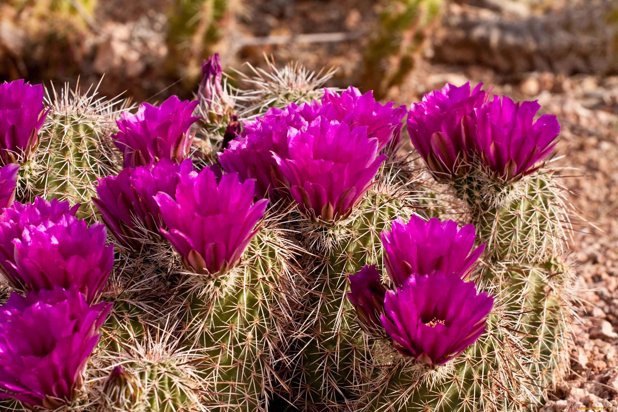 цветы, кактусы