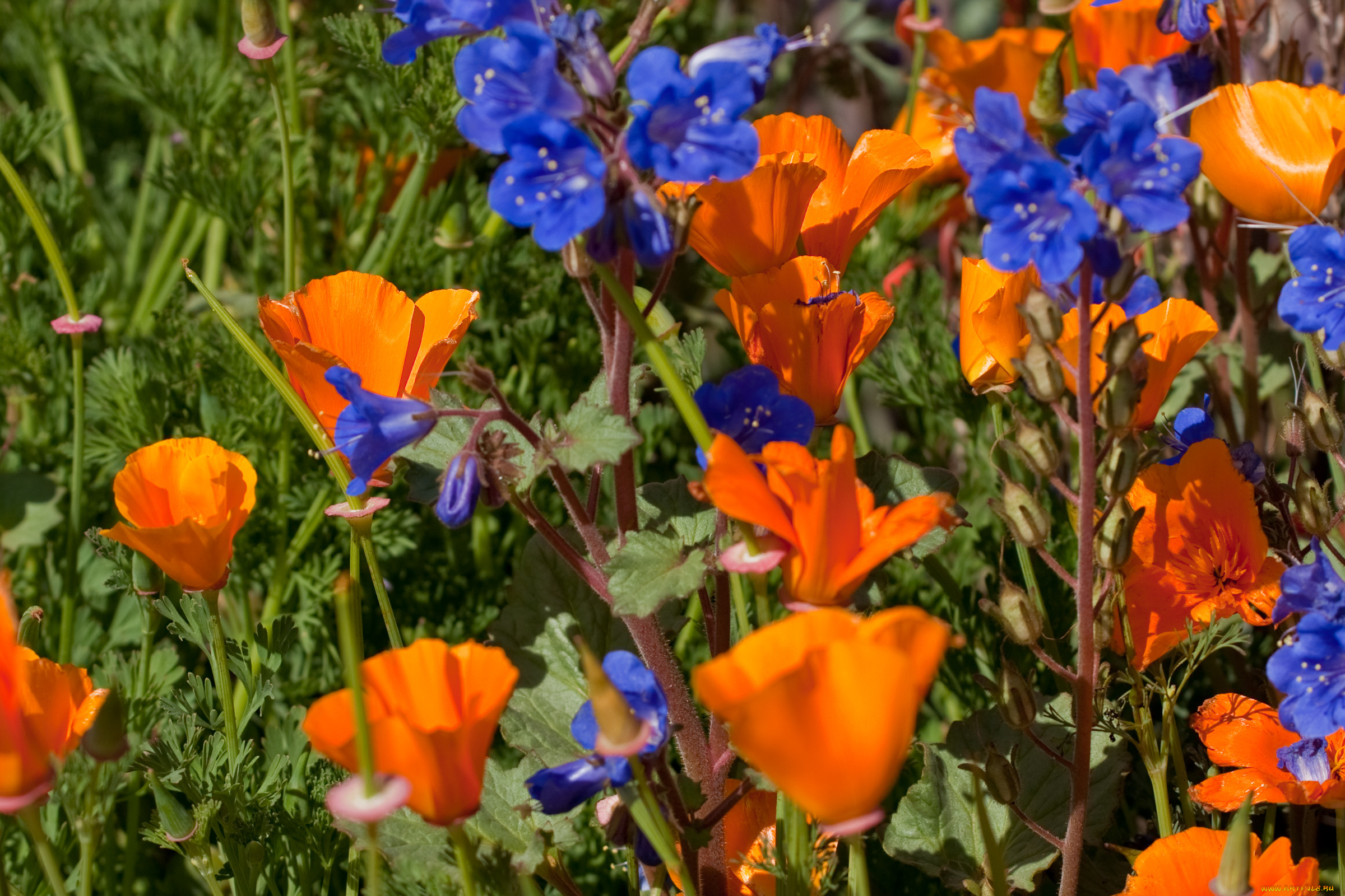 цветы, луговые, полевые