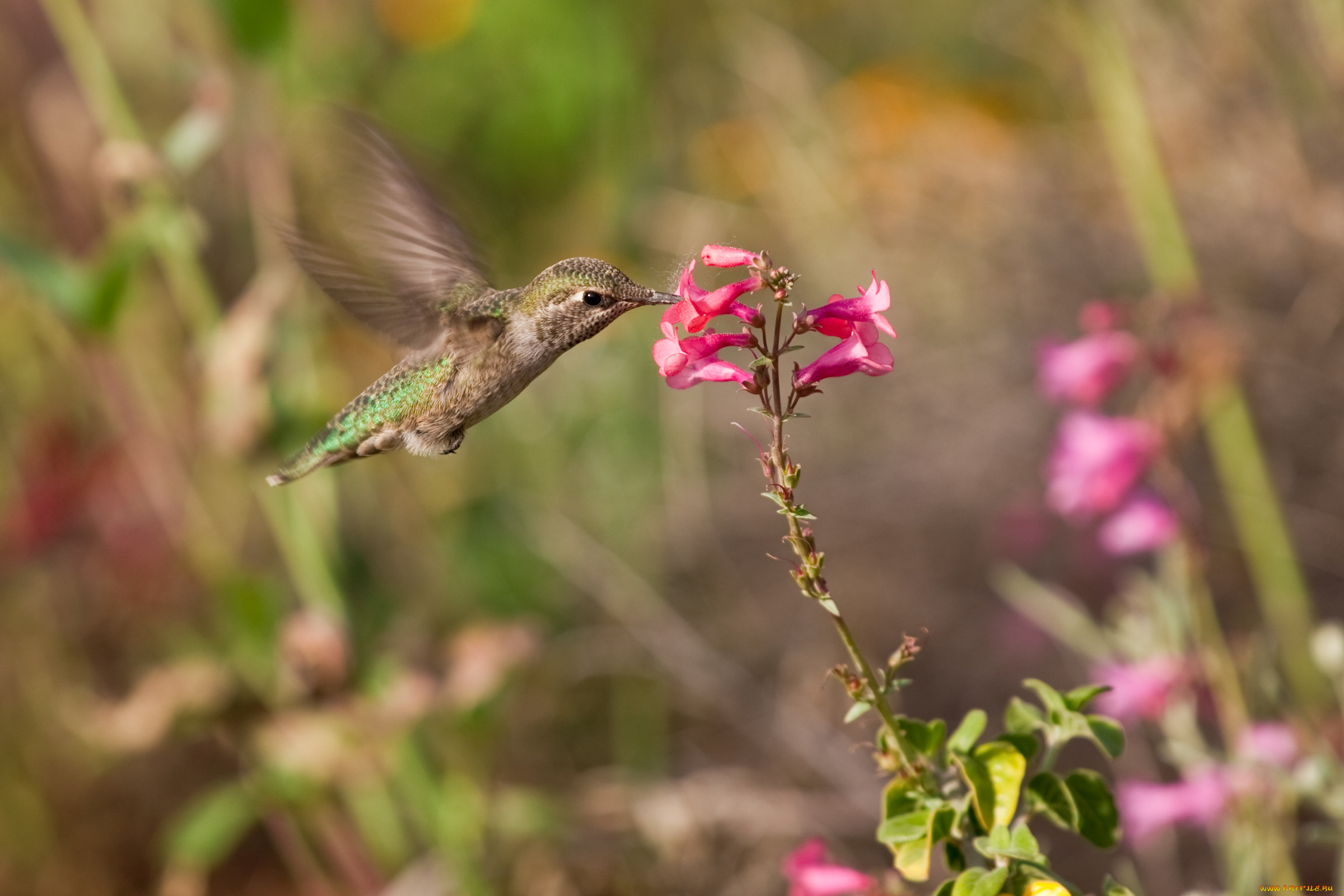 животные, колибри