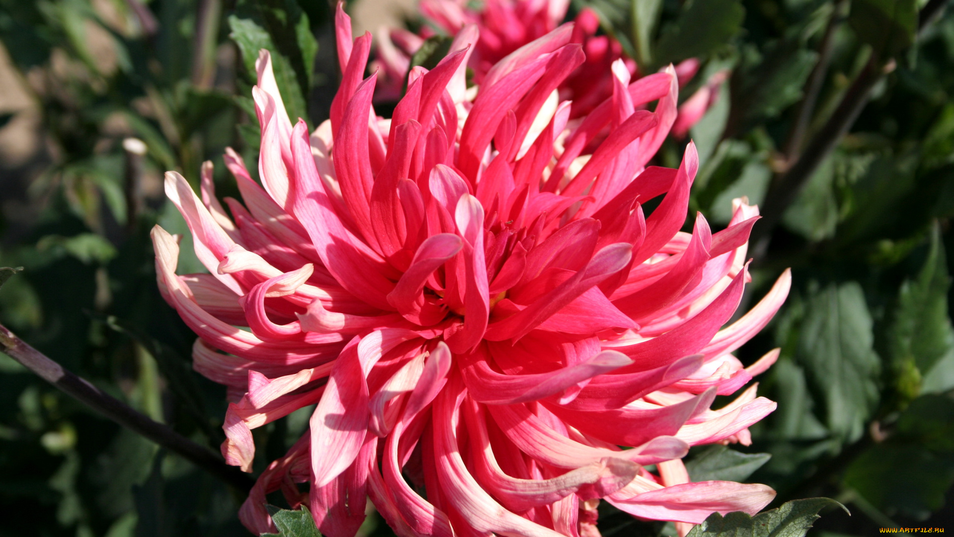 цветы, георгины