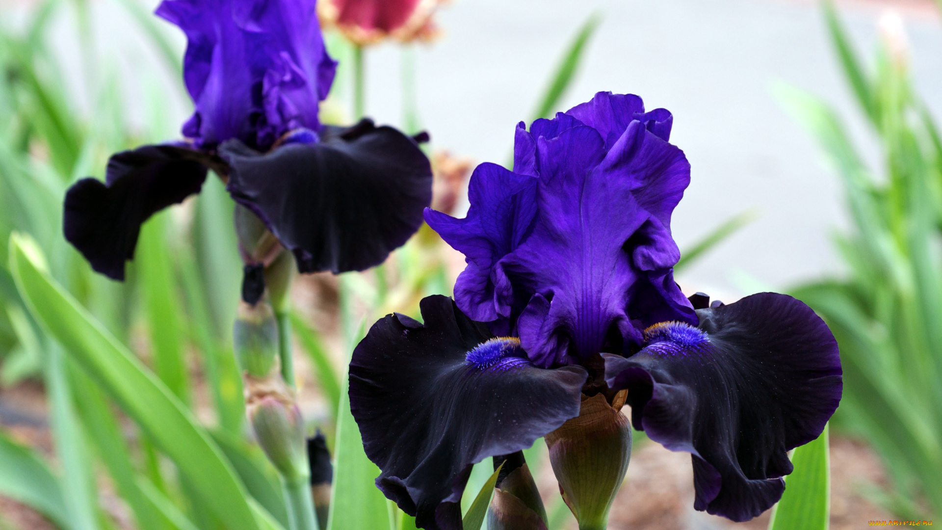 цветы, ирисы, фиолетовый, черный, лепестки