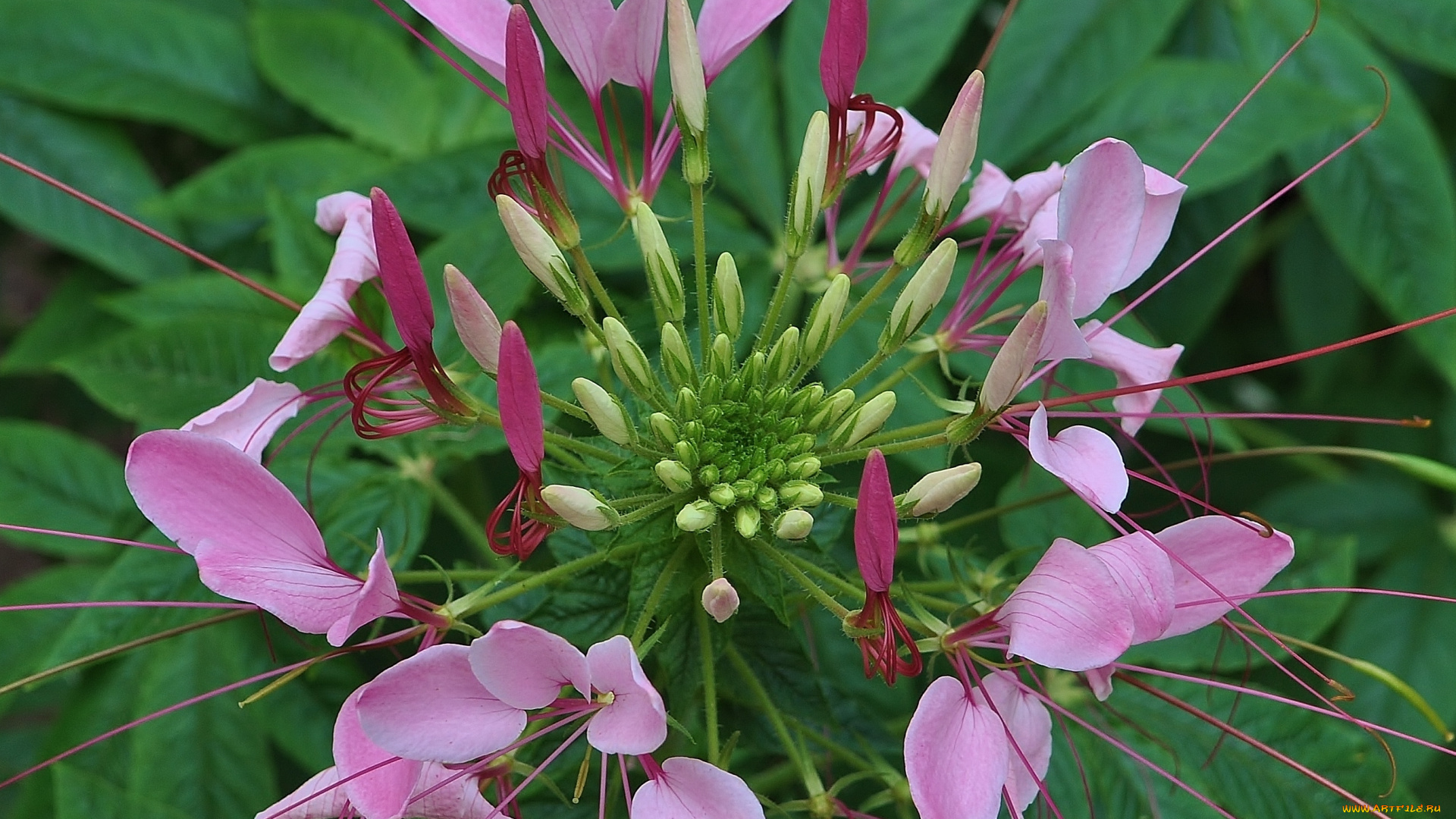 цветы, клеомы, розовый, макро, красота, зелень, цветок