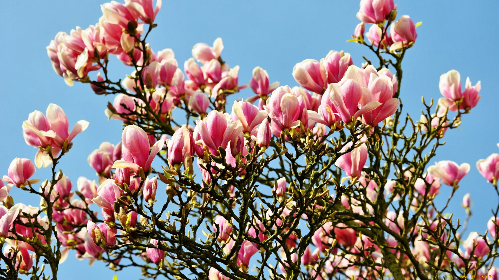 цветы, магнолии, розовый