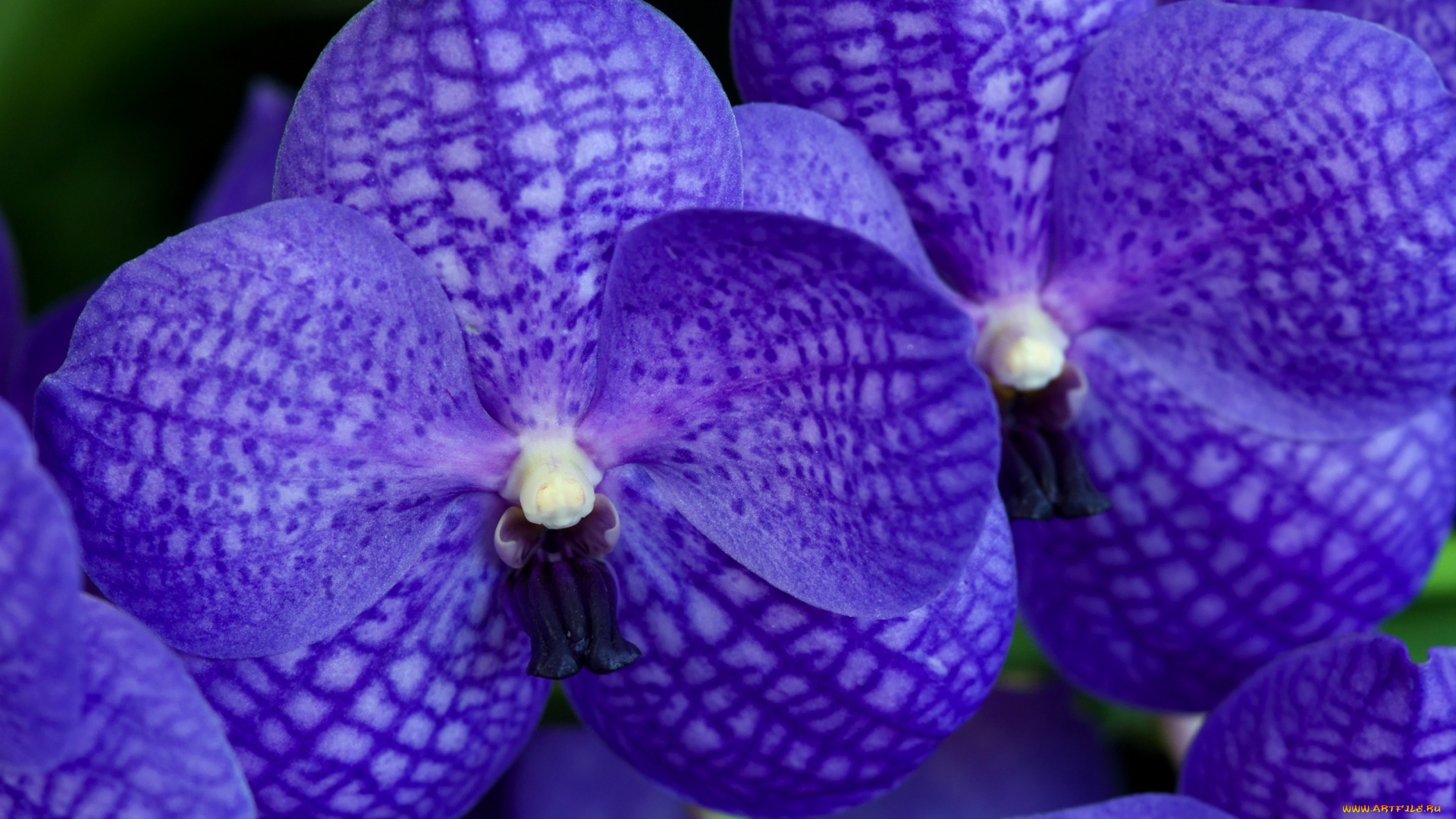 цветы, орхидеи, фиолетовый, экзотика