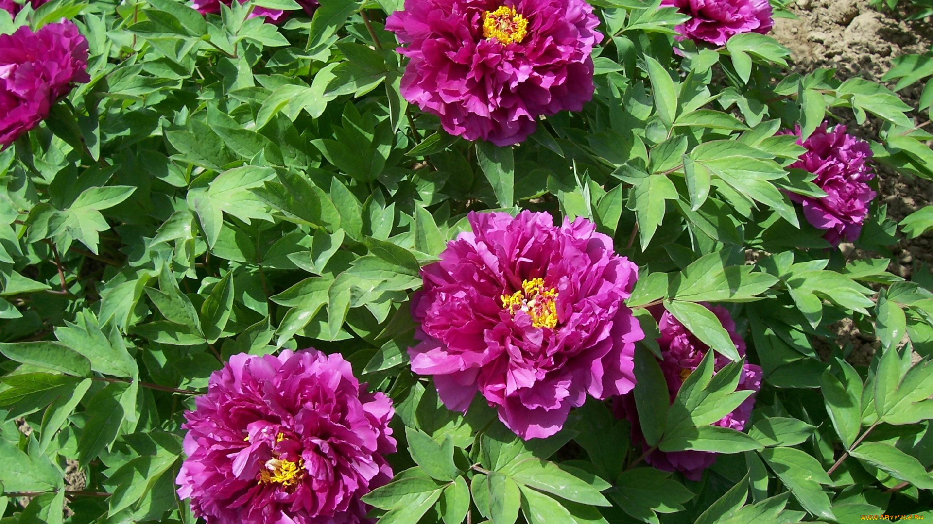 цветы, пионы, briar