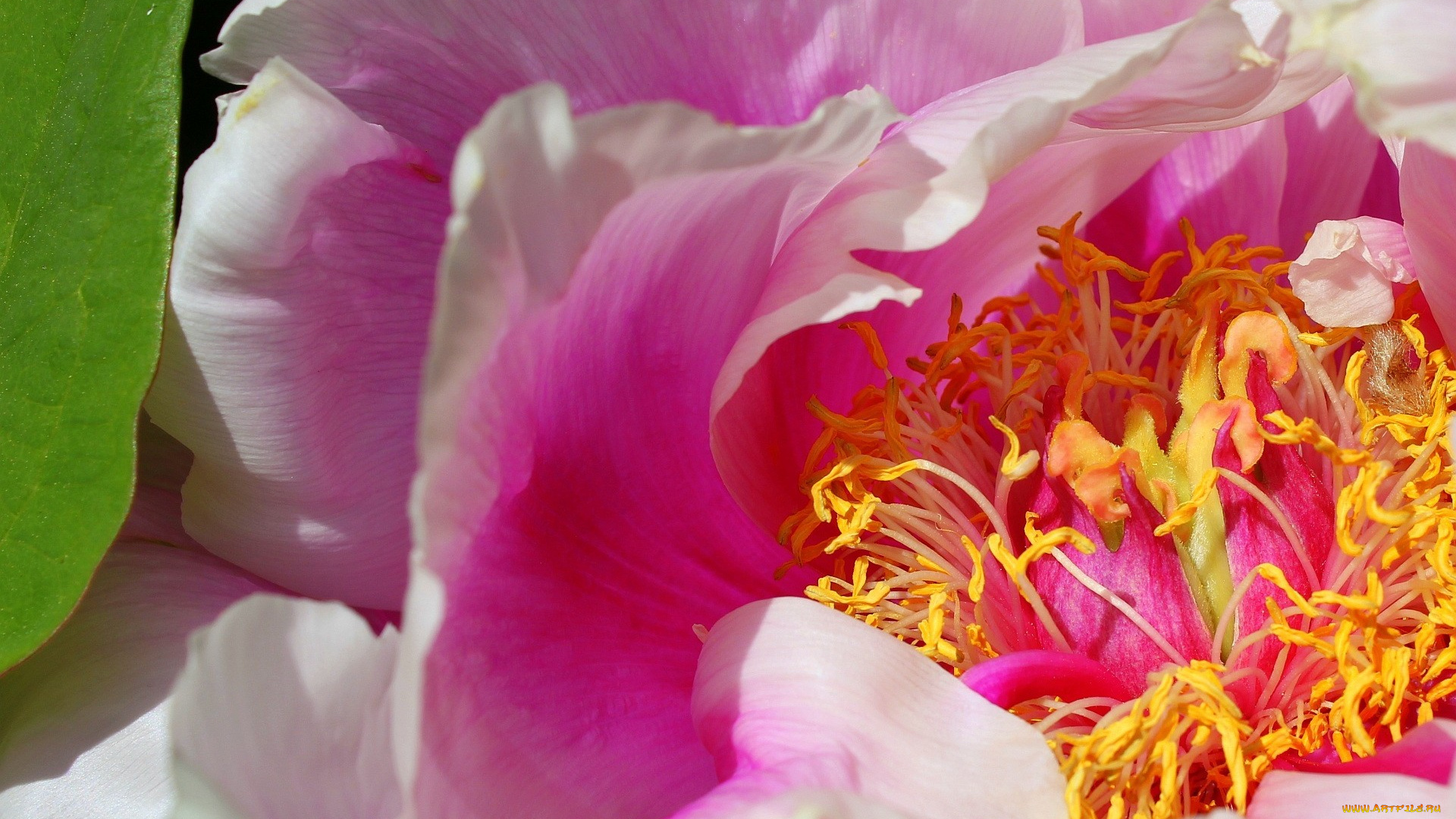 цветы, пионы, макро