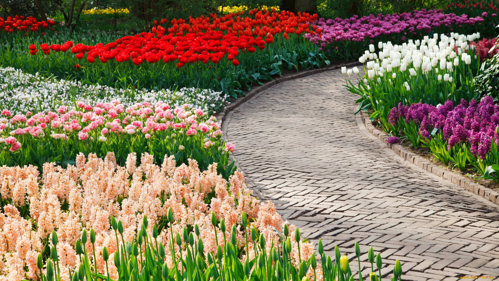 цветы, разные, вместе, дорожка