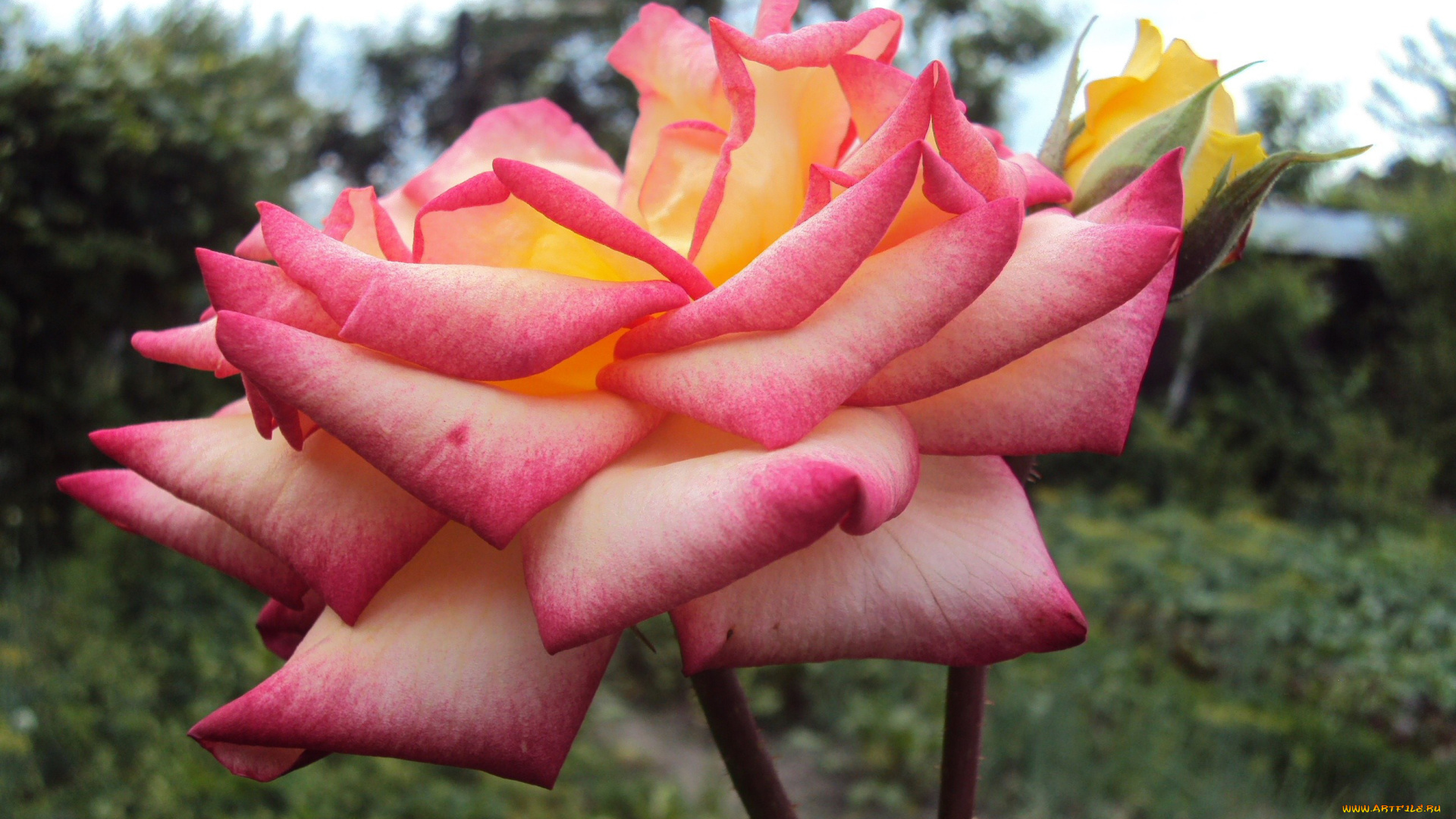 цветы, розы, лепестки