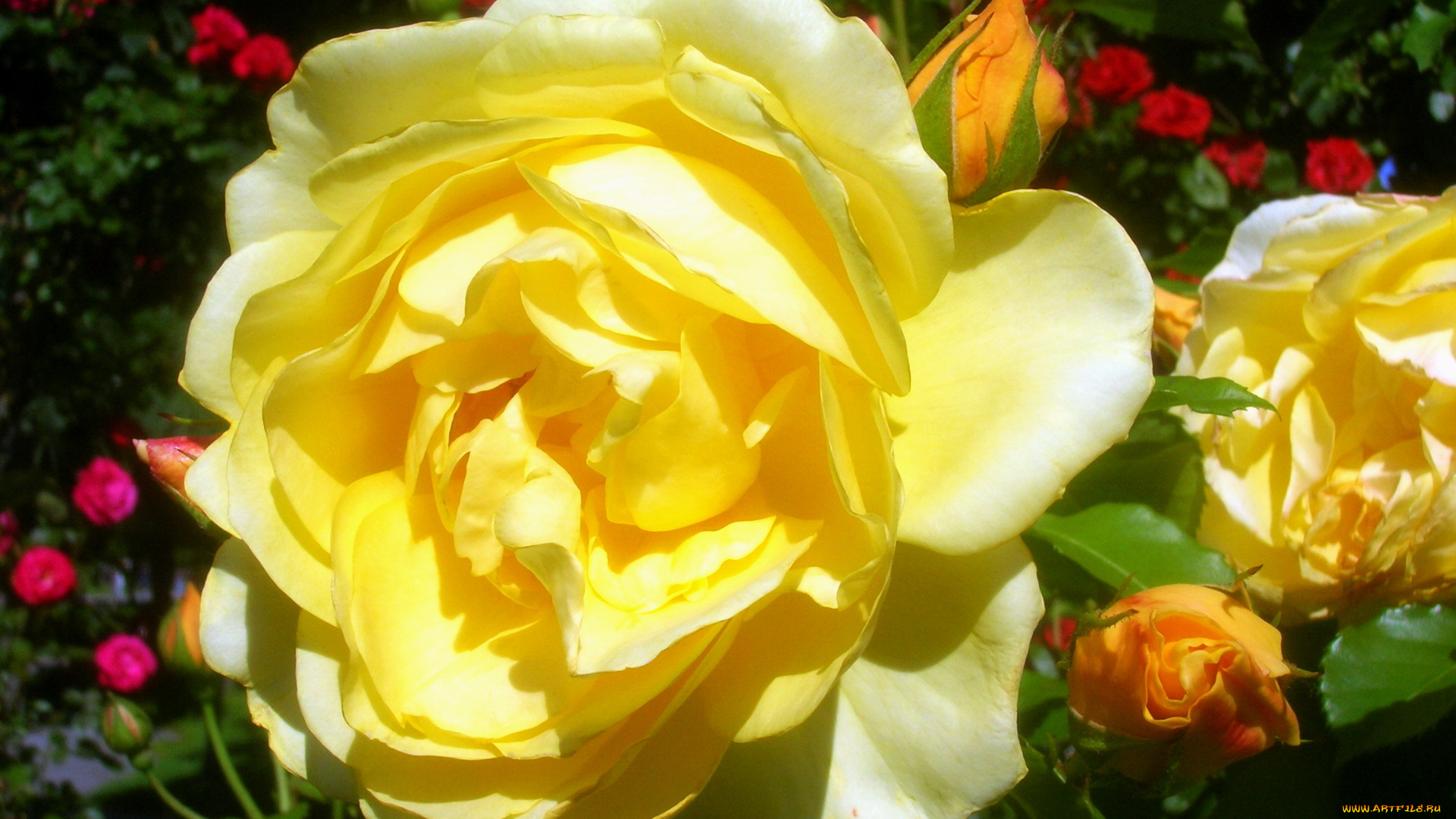 цветы, розы, роза