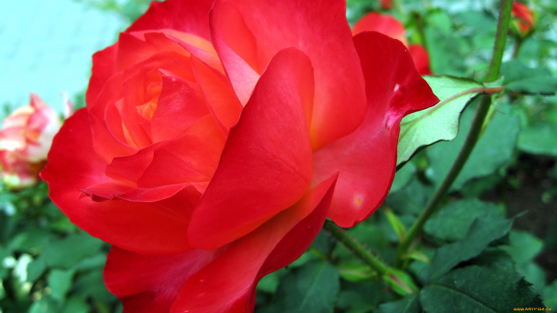 цветы, розы, роза