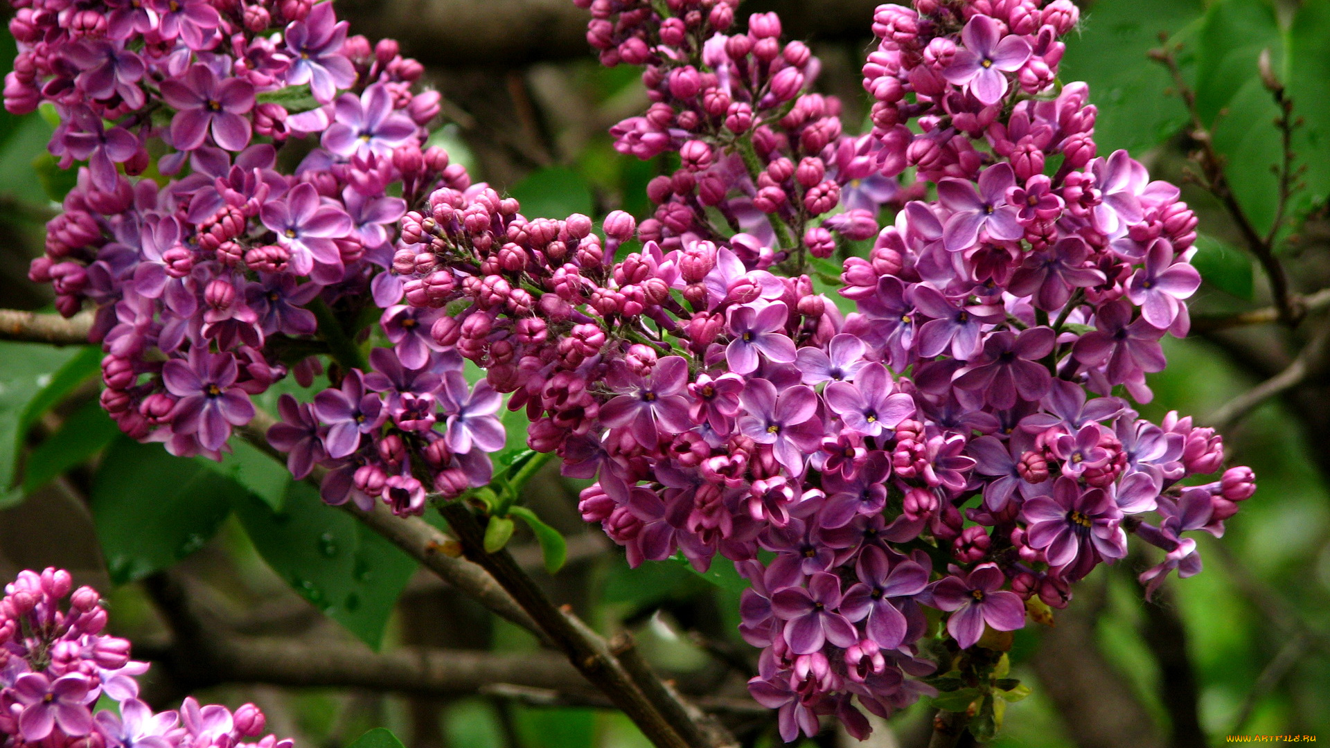 цветы, сирень