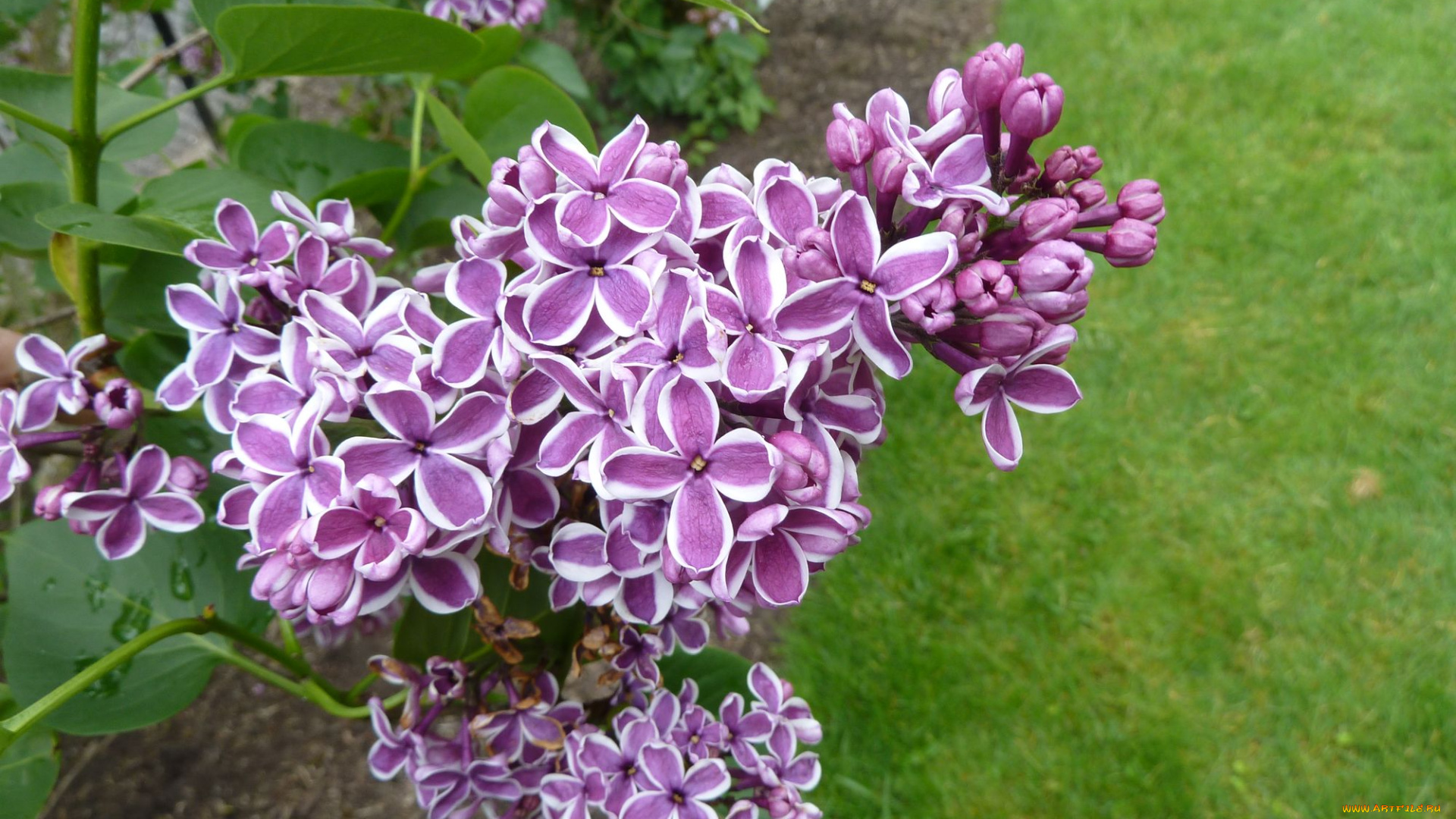 цветы, сирень, lilac