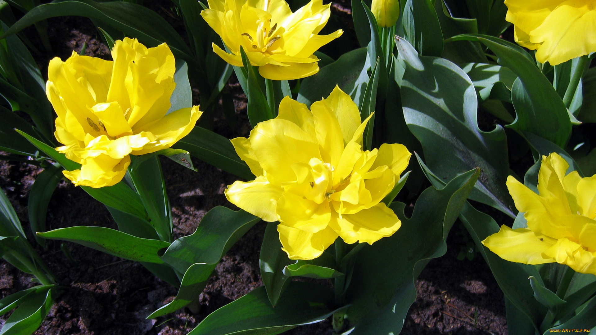 цветы, тюльпаны