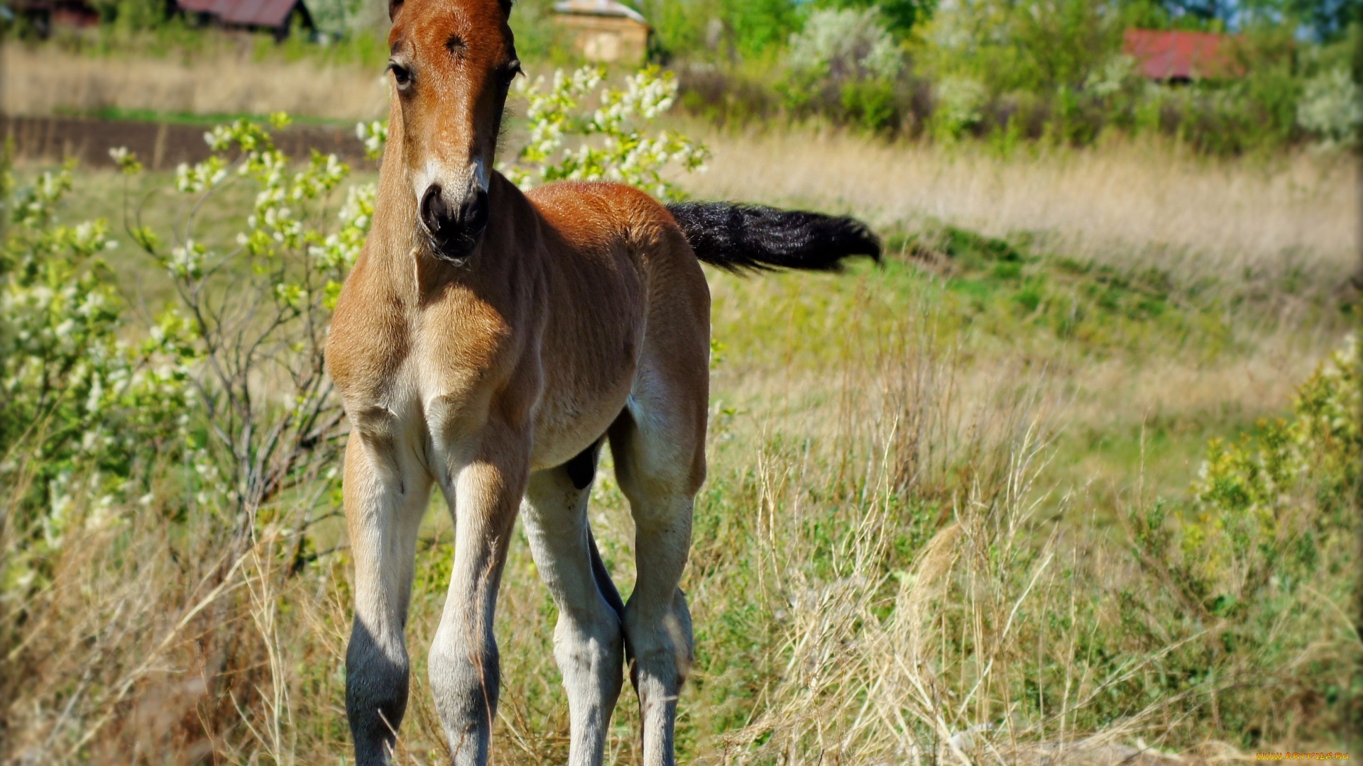 животные, лошади, жеребёнок
