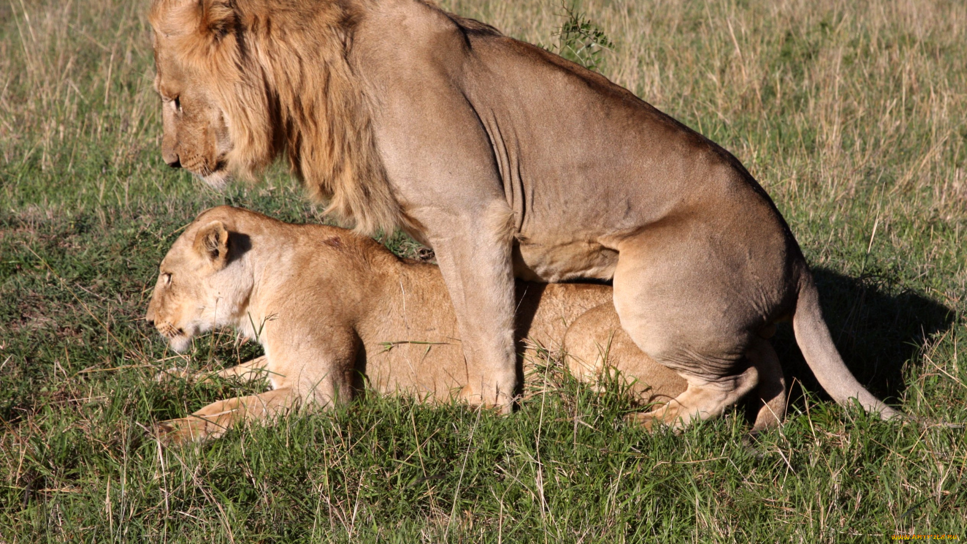животные, львы, любовь