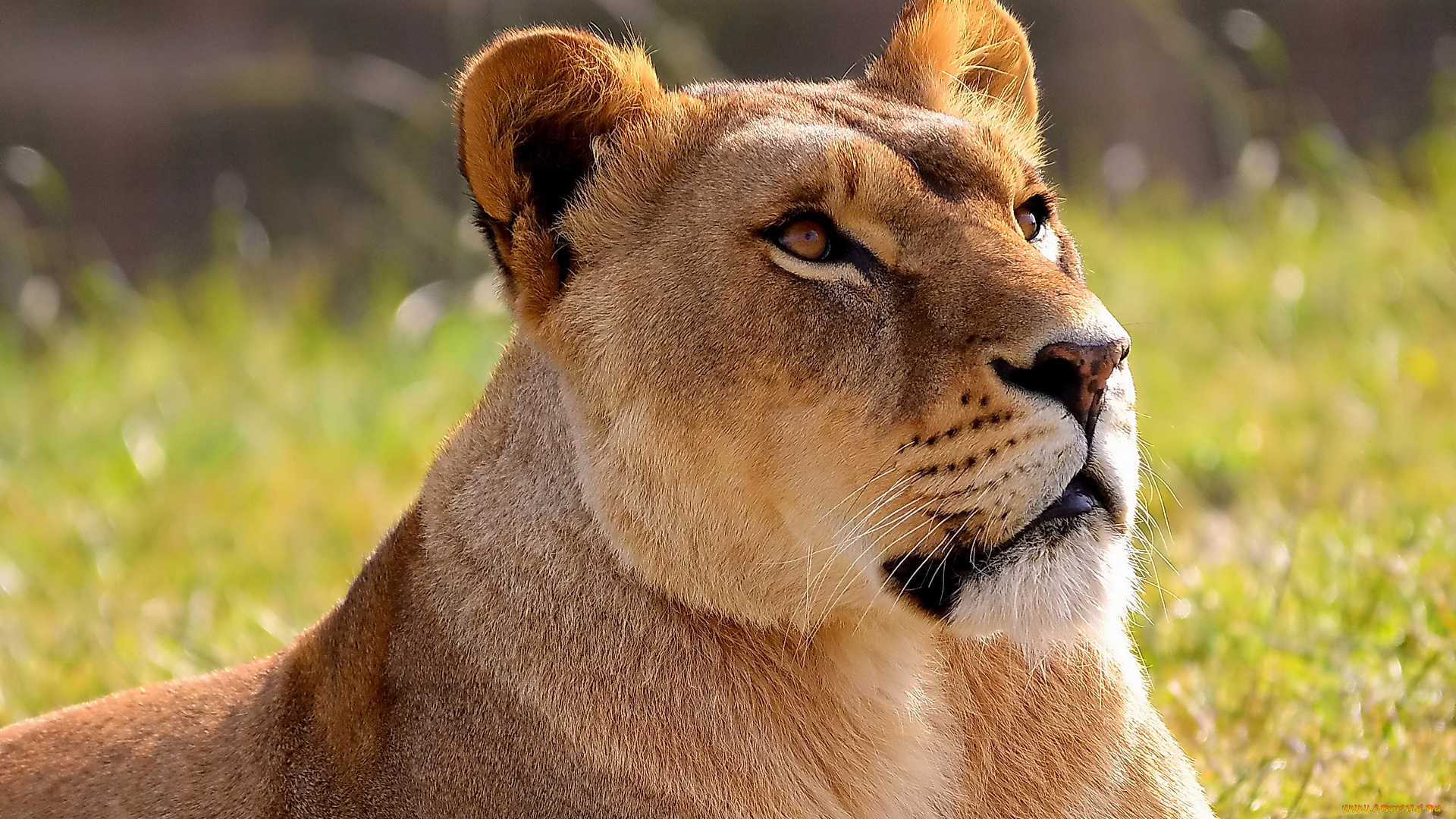 животные, львы, смотрит, вверх, морда, львица, лев