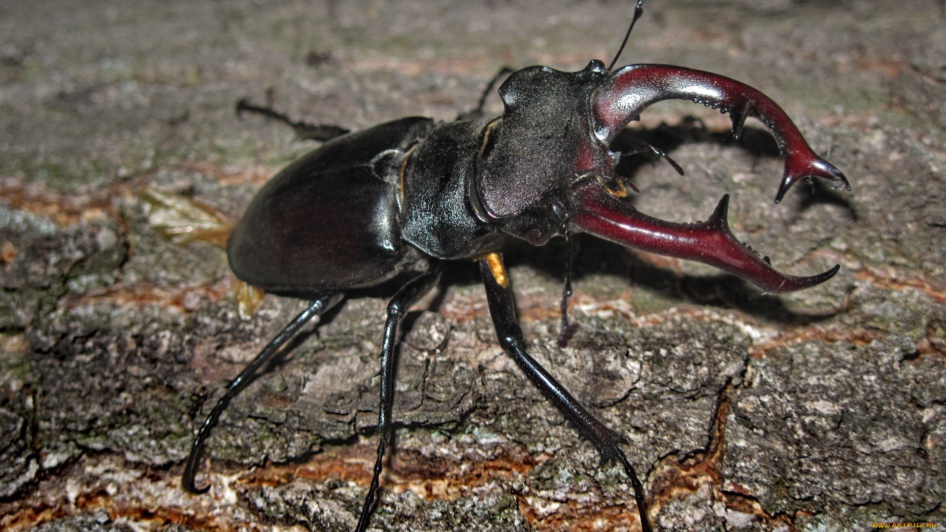 животные, насекомые, огромный, жук, олень