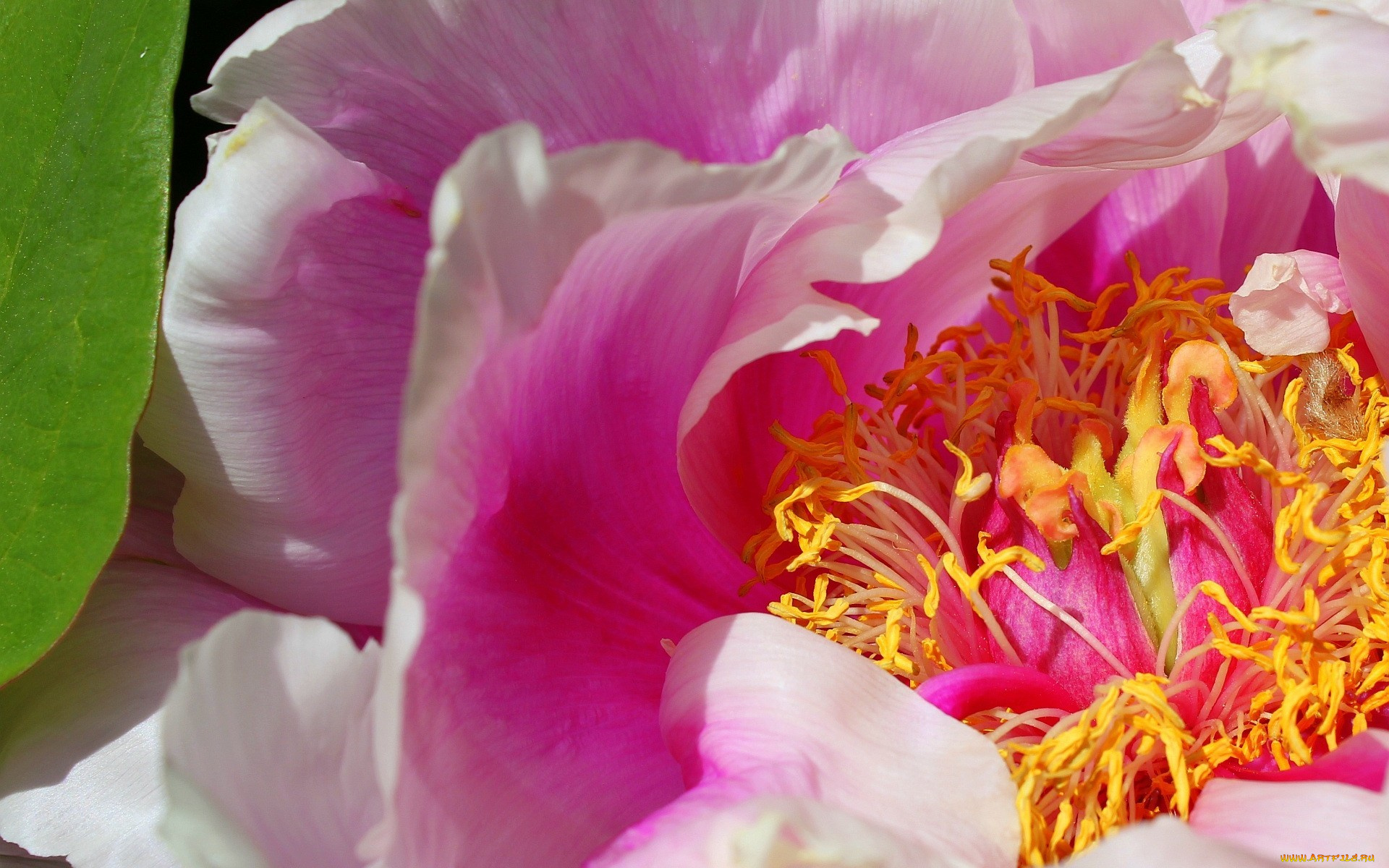 цветы, пионы, макро