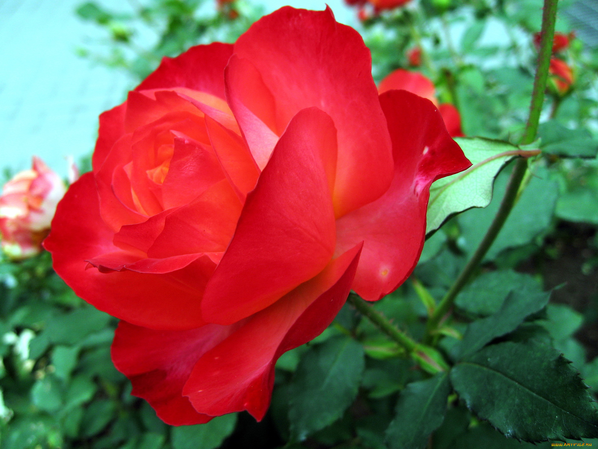 цветы, розы, роза