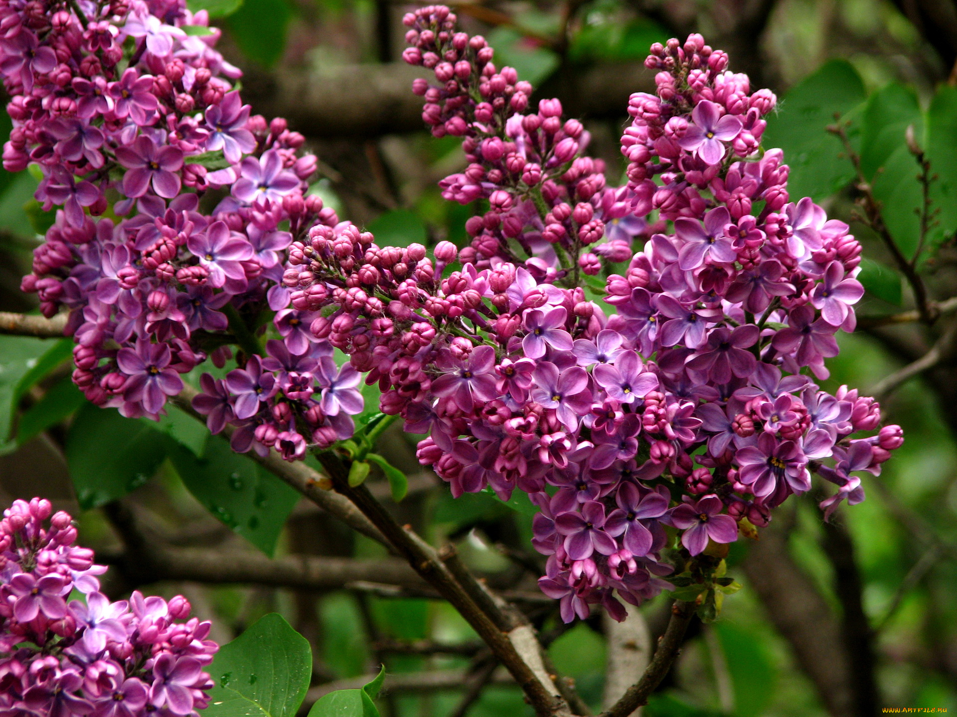 цветы, сирень