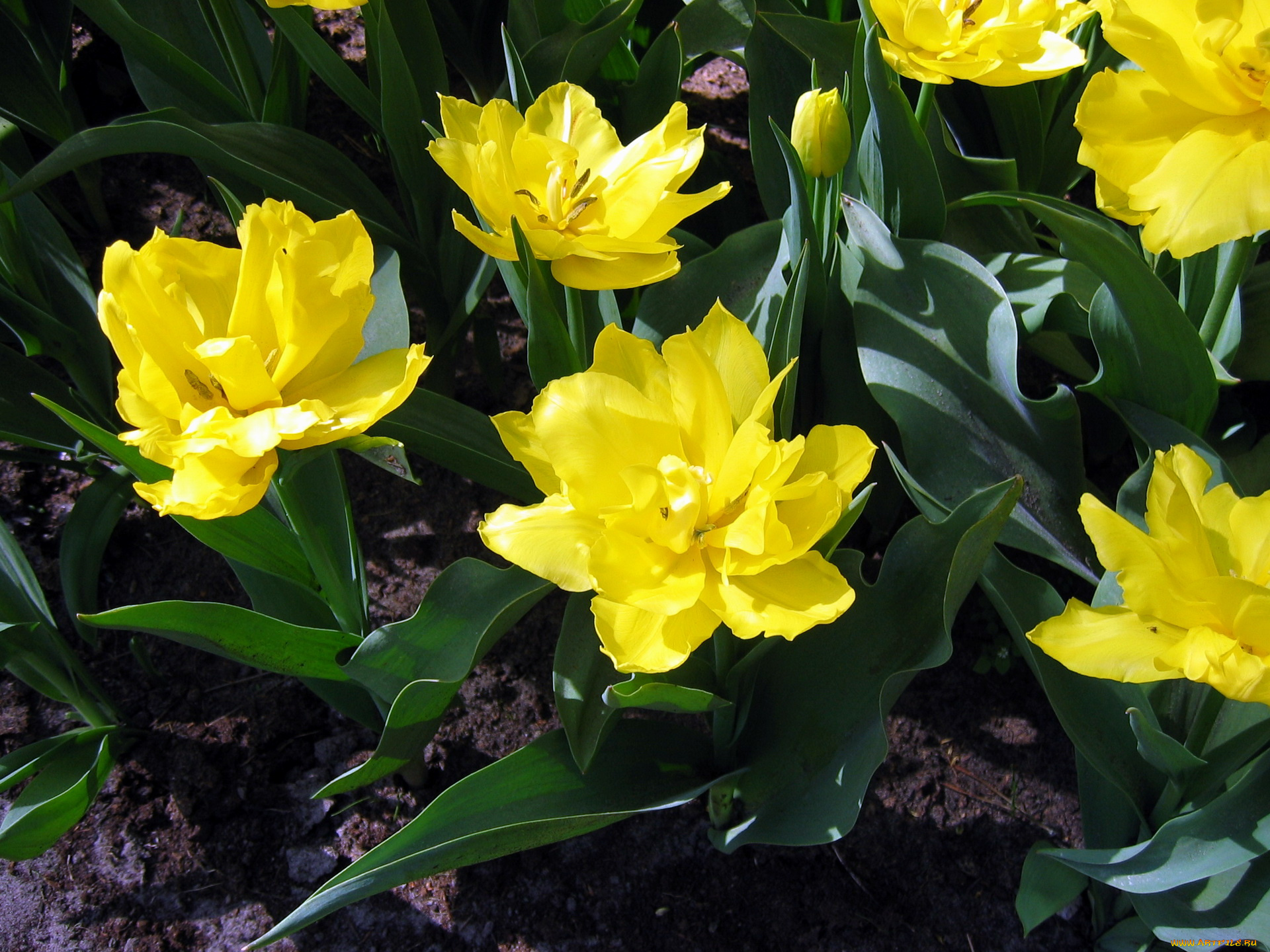 цветы, тюльпаны