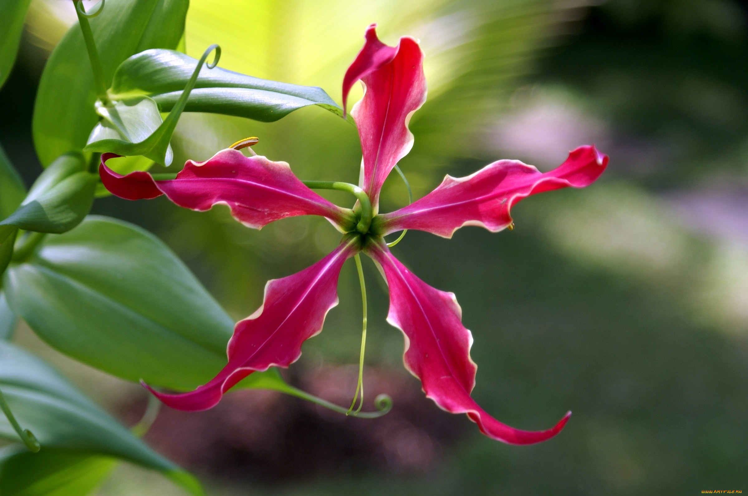 цветы, глориоза, красный, лепестки