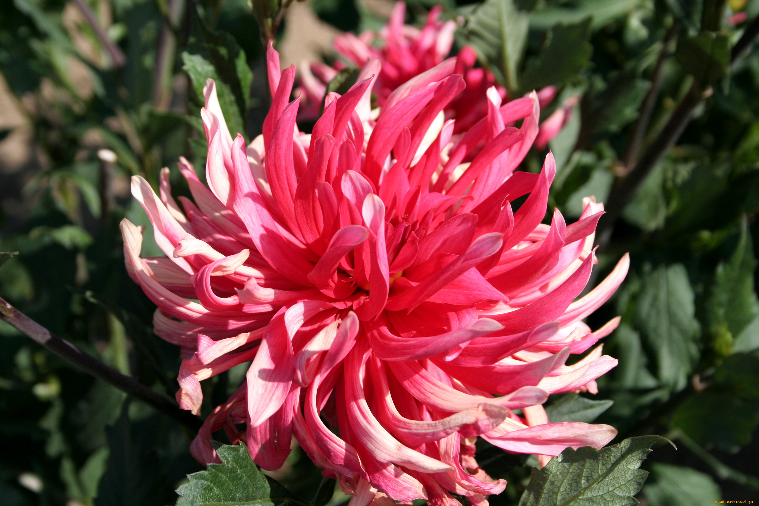 цветы, георгины