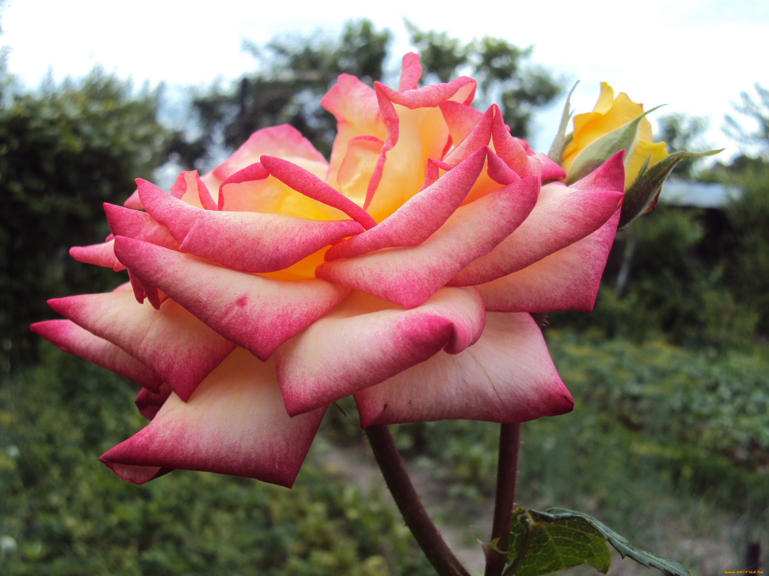 цветы, розы, лепестки