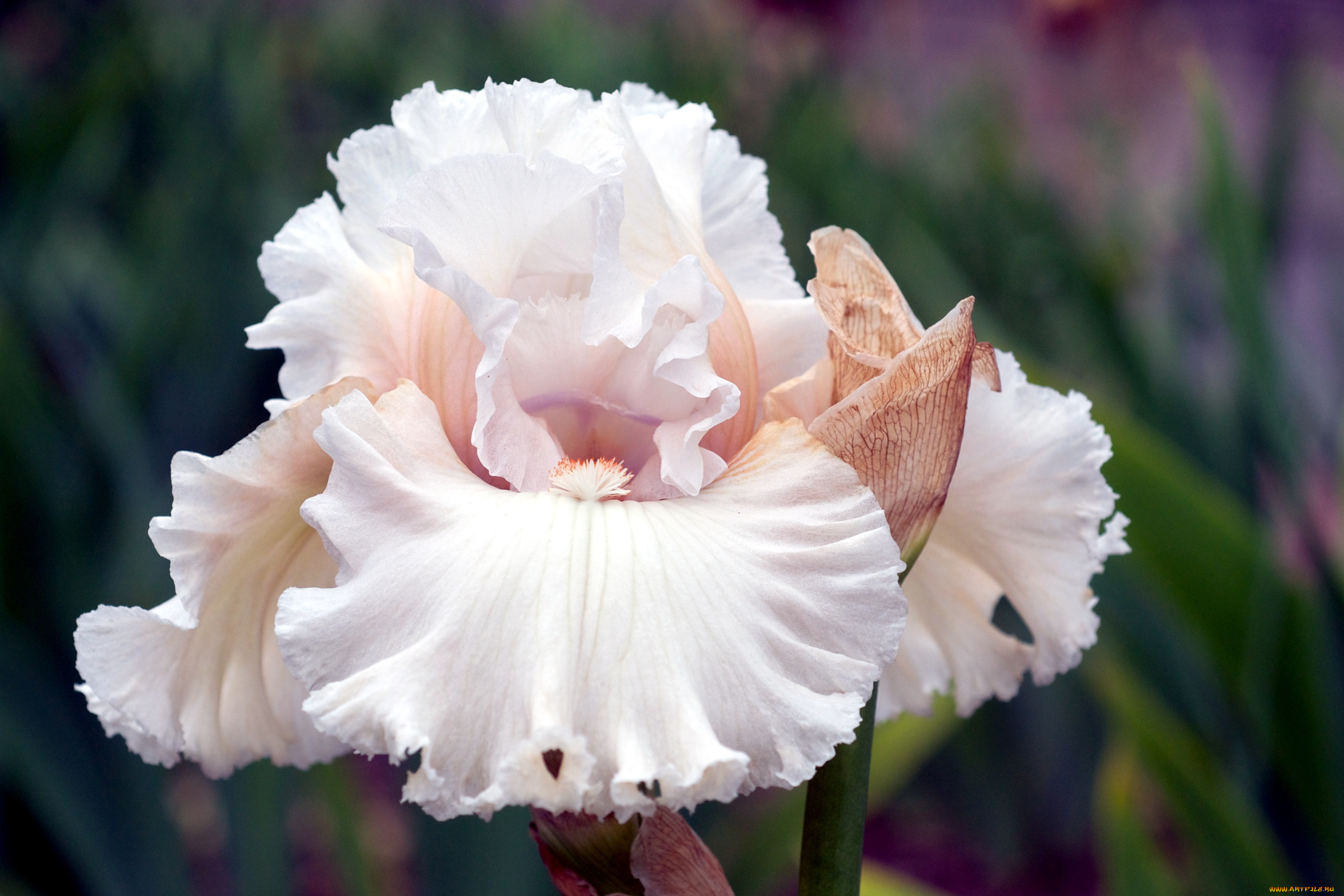 цветы, ирисы, бежевый, лепестки, кремовый