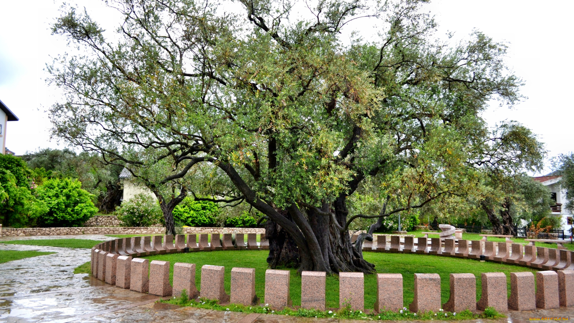 2000, летняя, олива, природа, деревья, крона, дерево, парк, ограда