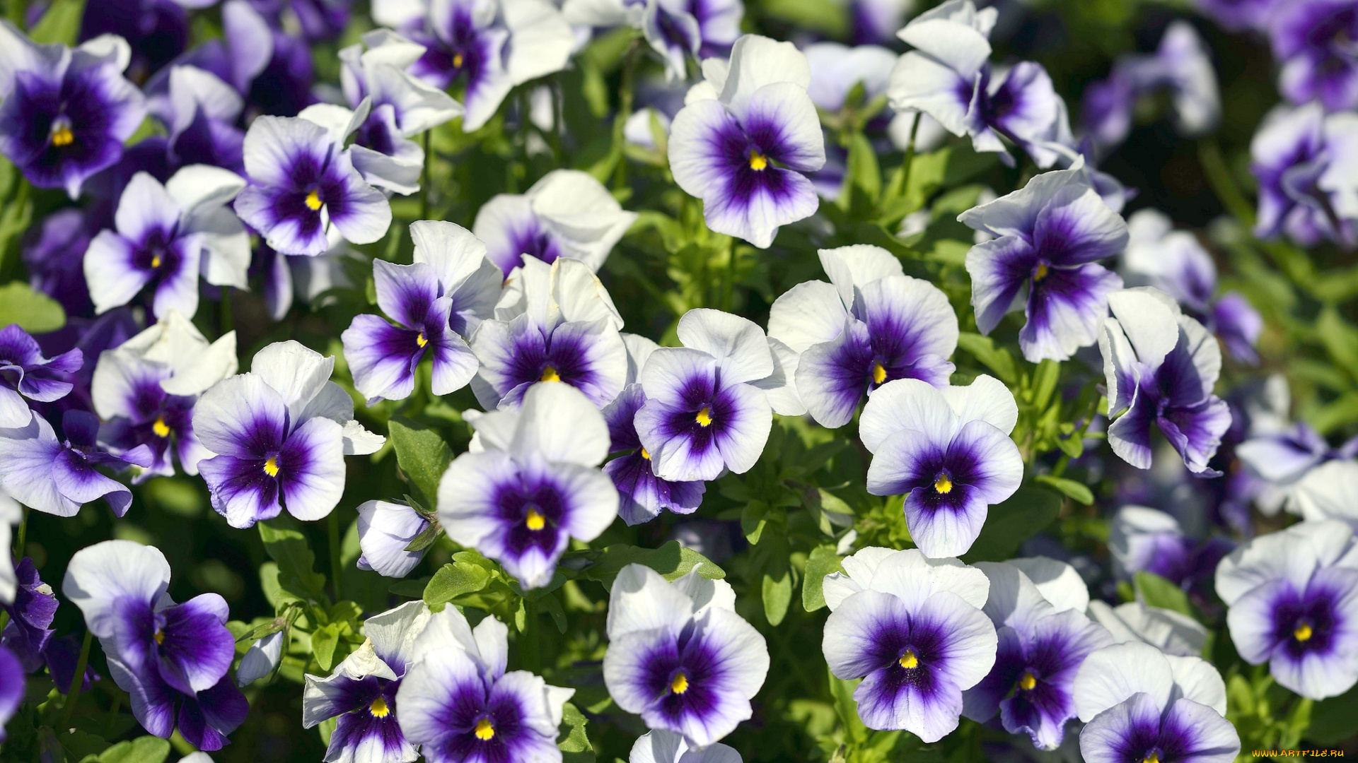 цветы, анютины, глазки, садовые, фиалки, много