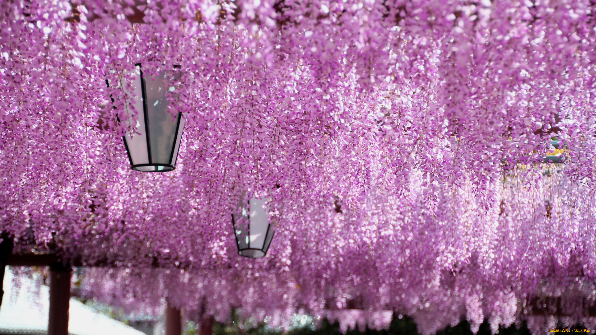 цветы, глициния, вистерия, сиреневый, фонари