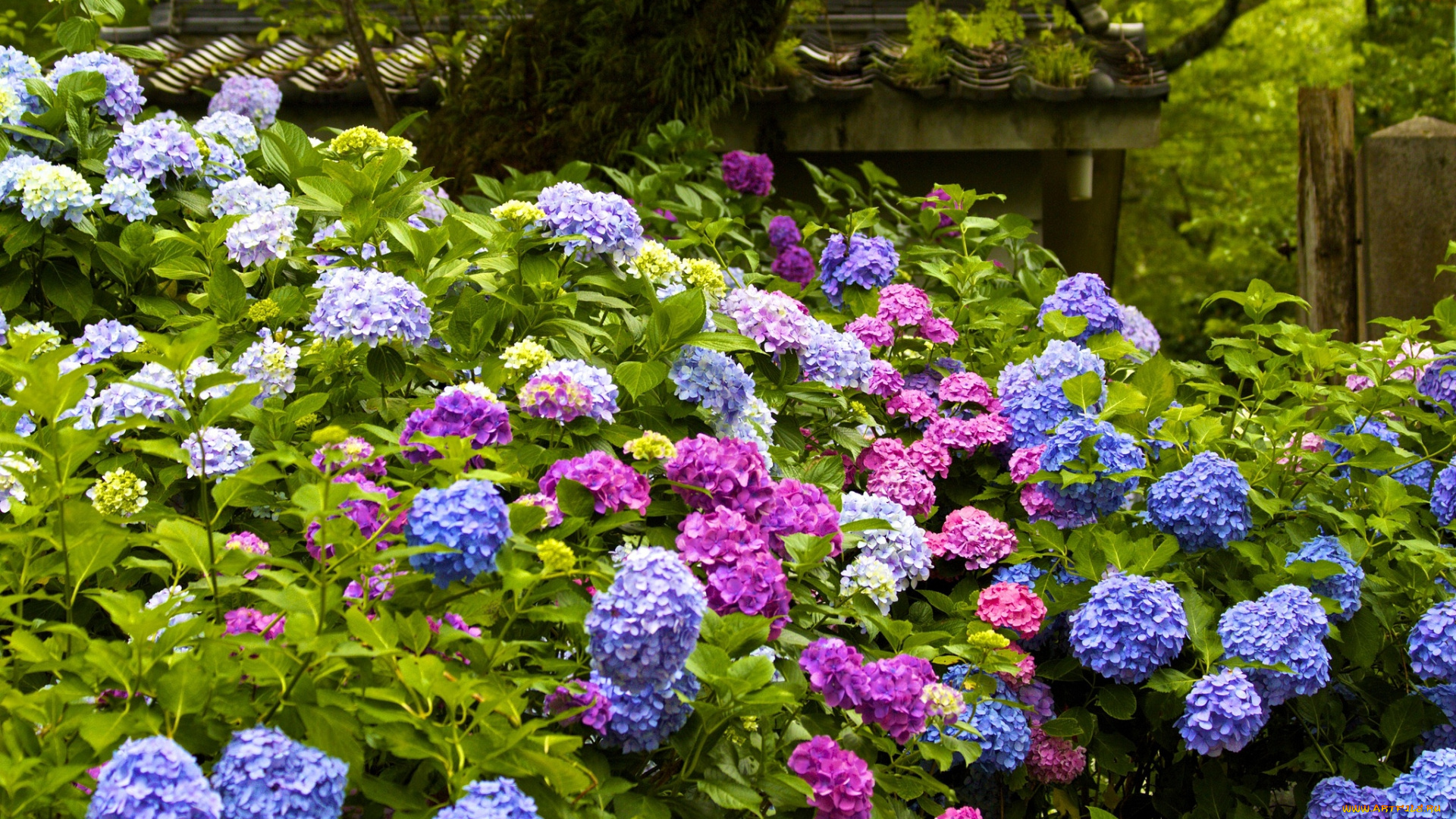 цветы, гортензия, разноцветный