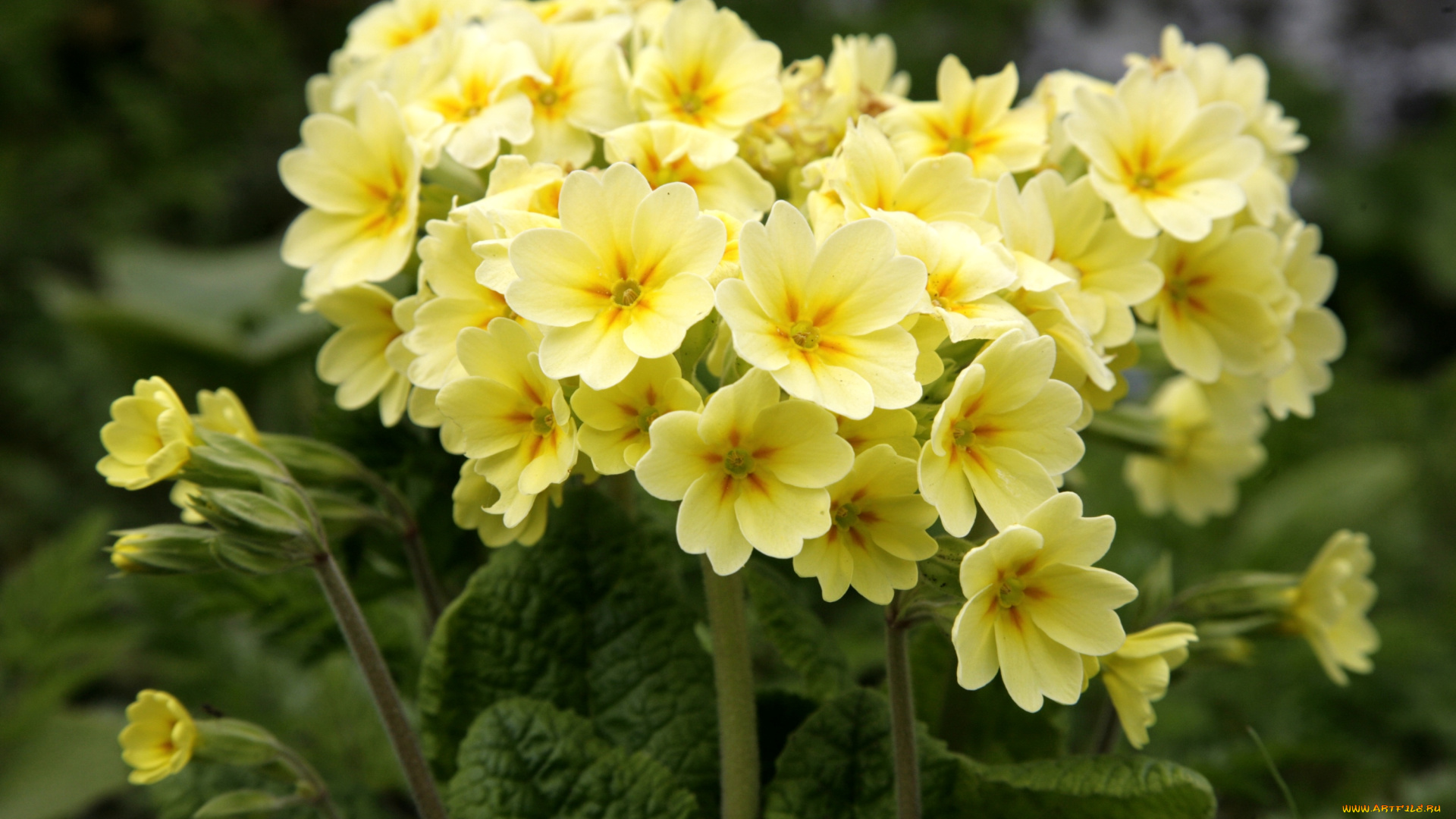 цветы, примулы, желтый, первоцвет