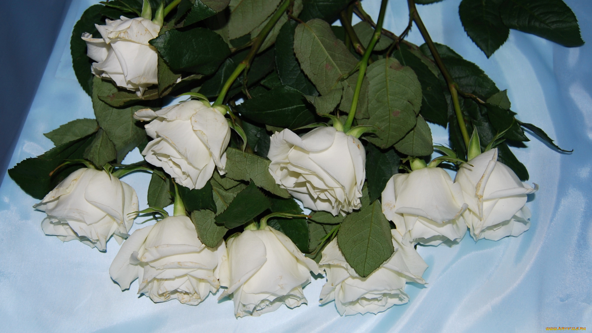 цветы, розы