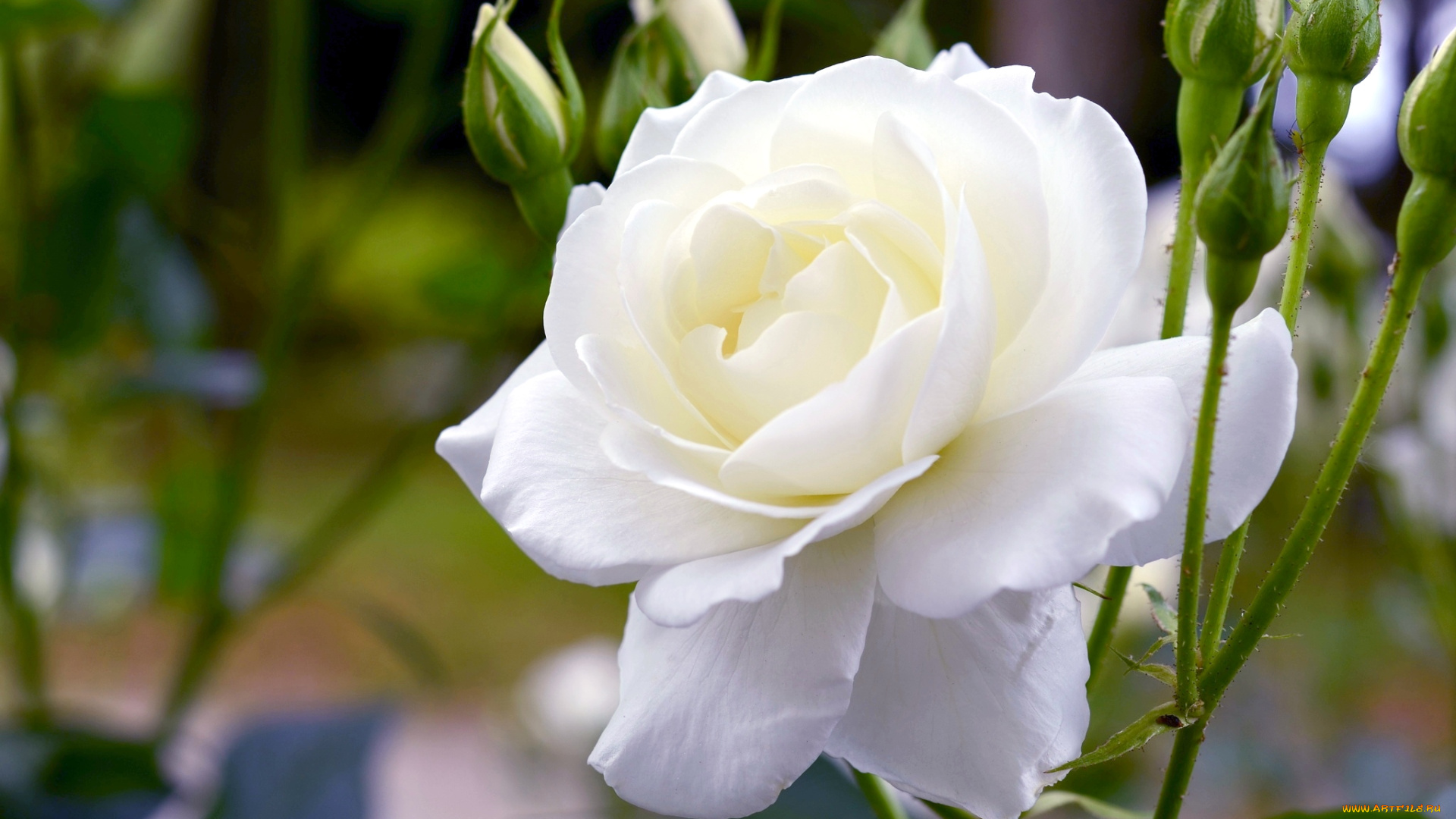 цветы, розы, белый, пышный